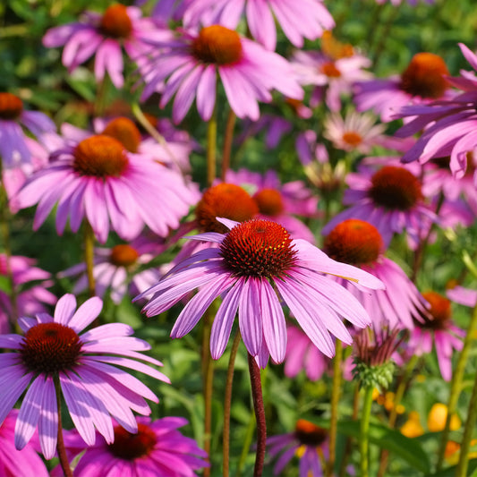 purple coneflower seeds 1oz