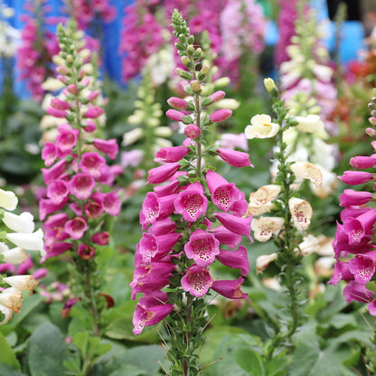Foxglove Seeds,1 Ounce 290,000+ Seeds