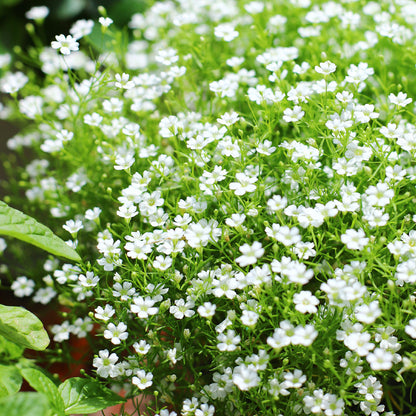 Baby's Breath Seeds 1oz