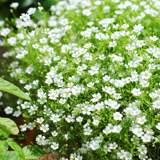 Baby's Breath Seeds 1oz