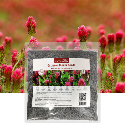 Crimson Clover Seeds 2 lbs.