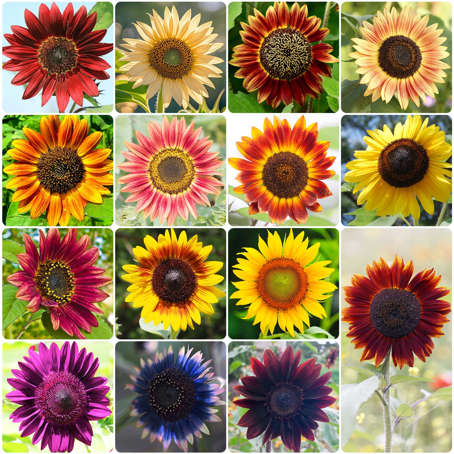 Mixed Sunflower Seeds 1oz