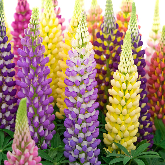 Russell Lupine Seeds