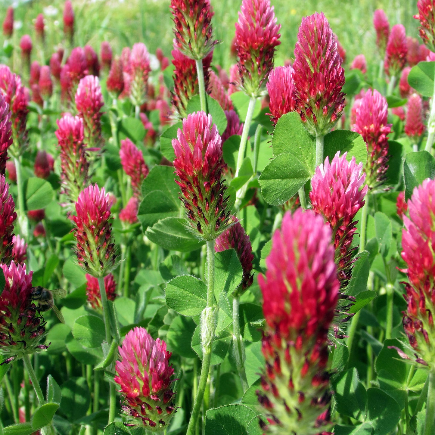Crimson Clover Seeds 5 lbs.