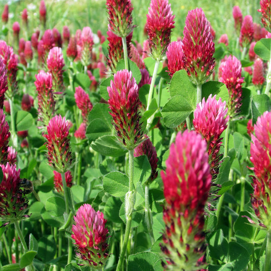 Crimson Clover Seeds 5 lbs.