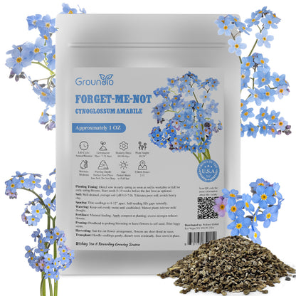 Chinese Forget Me Not Seeds 1 Ounce 6000+
