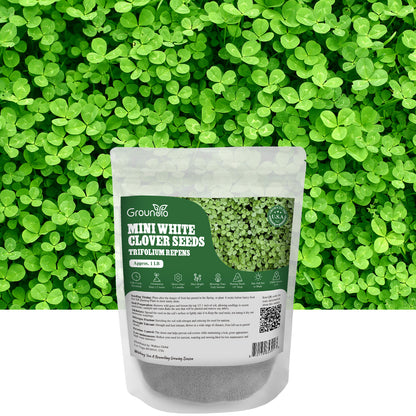 Mini White Clover Seeds 1LB