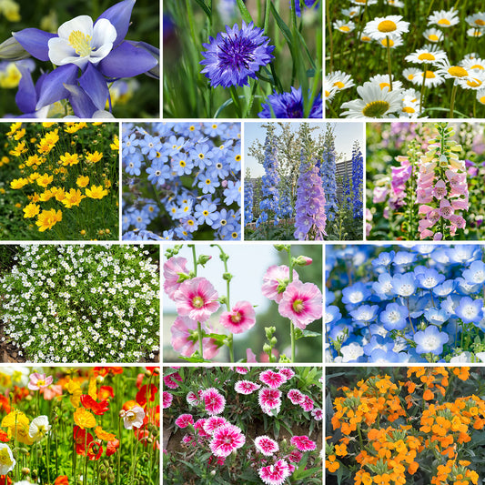 13 Varieties Partial Shade Wildflower Seeds