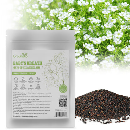 Baby's Breath Seeds 1oz