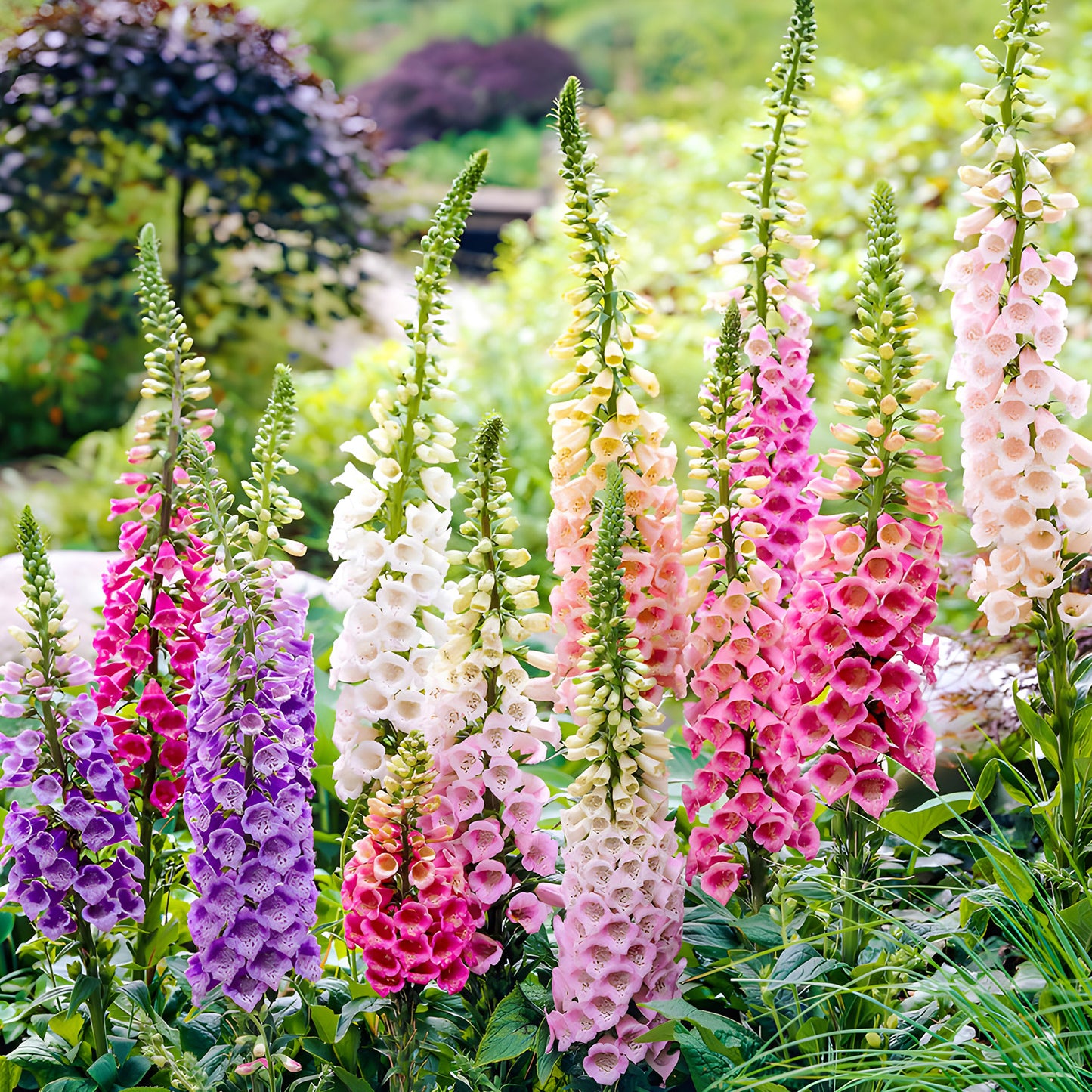 Foxglove Seeds,1 Ounce 290,000+ Seeds