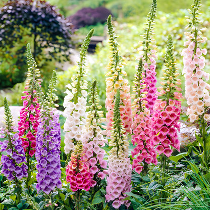 Foxglove Seeds,1 Ounce 290,000+ Seeds