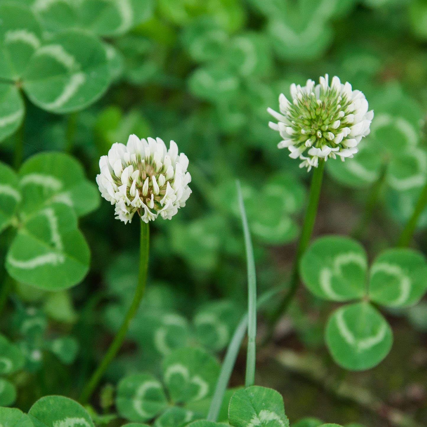 White Clover Seed 2 lbs.