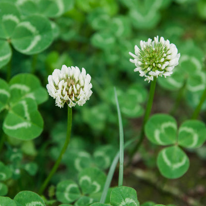 White Clover Seed 2 lbs.