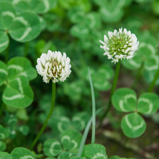 White Clover Seed 2 lbs.