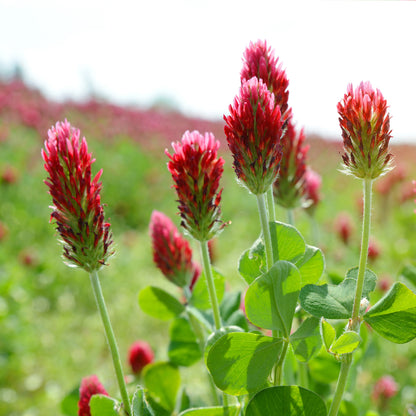 Crimson Clover Seeds 5 lbs.