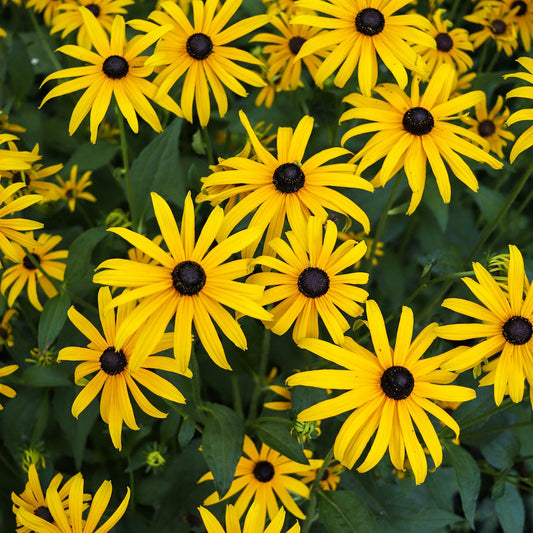 black eye susan 2g