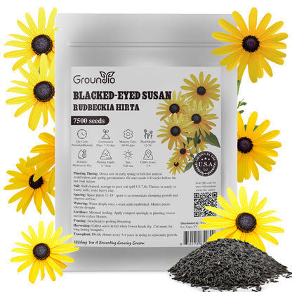 black eye susan 2g