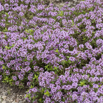 Creeping thyme 3g