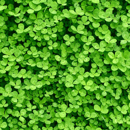 Mini White Clover Seeds 1LB