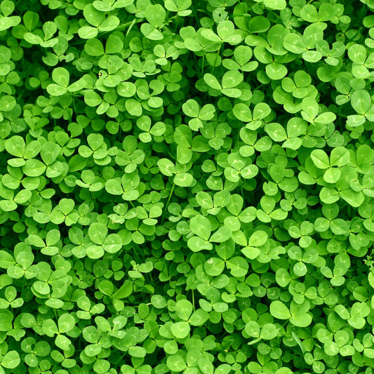 Mini White Clover Seeds 1LB