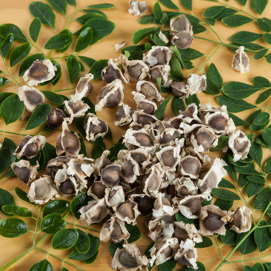 Moringa Seeds 2 Ounce