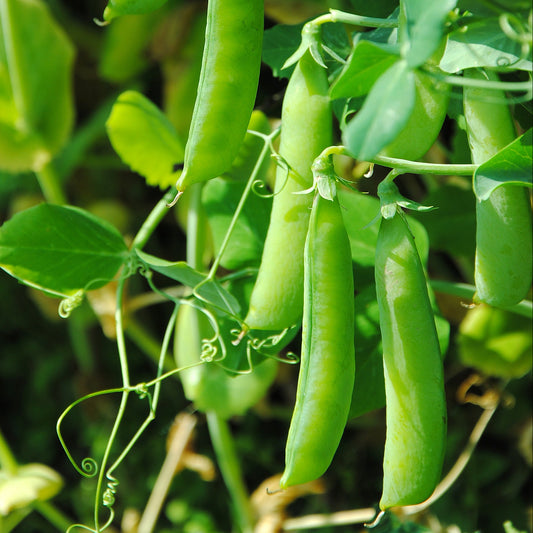 Sugar Snap Pea Seeds