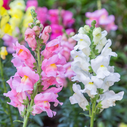 1500+ Tetra Mix Snapdragon Seeds
