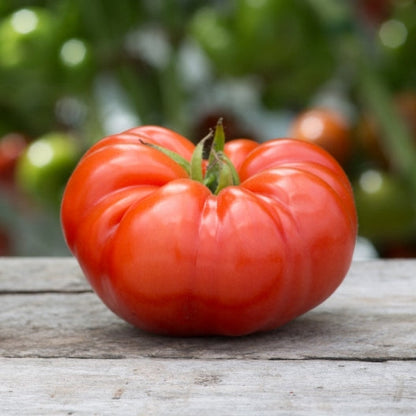 Beefsteak Tomato Seeds for Planting Indoor and Outdoor