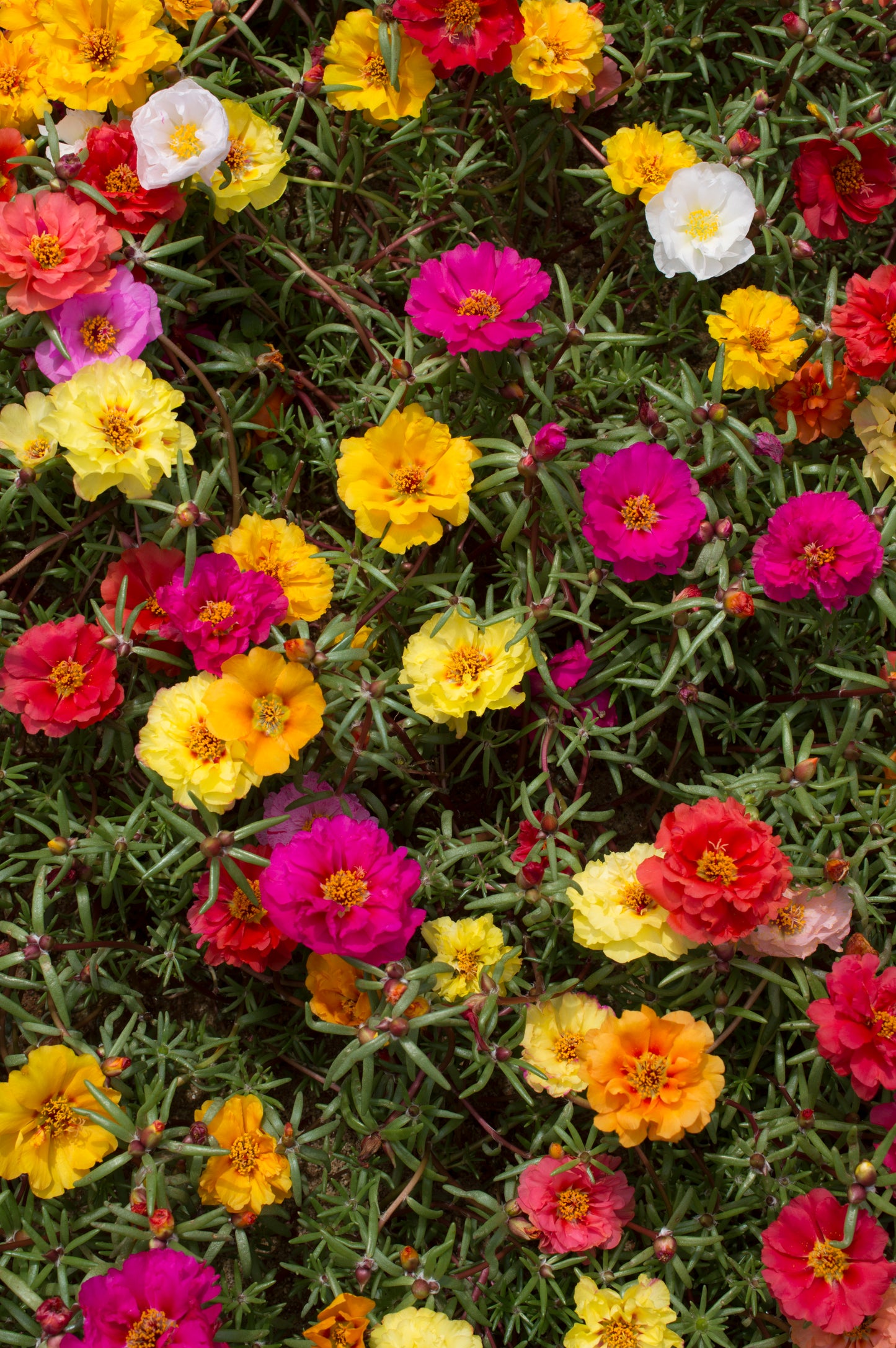 23500+ Mixed Moss Rose Seeds