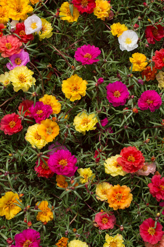 23500+ Mixed Moss Rose Seeds