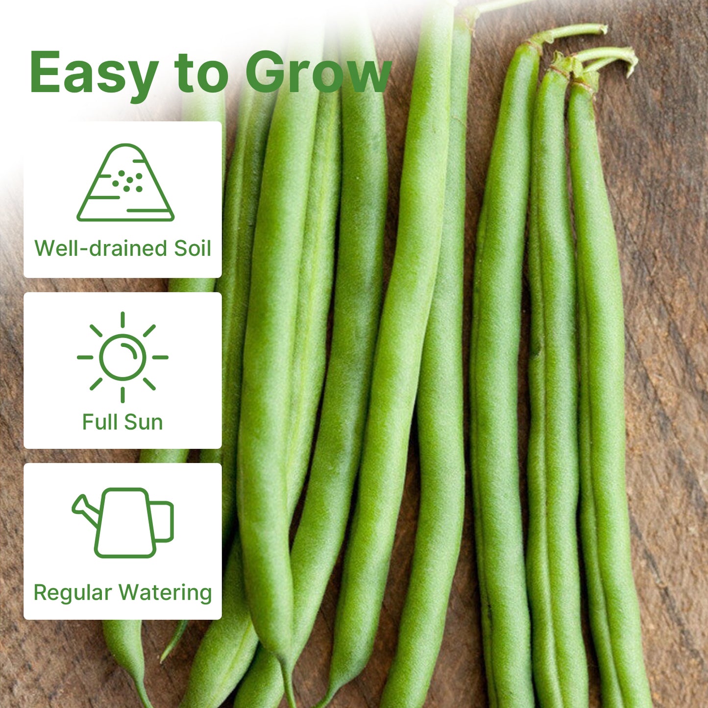 Contender Bush Green Bean Seeds