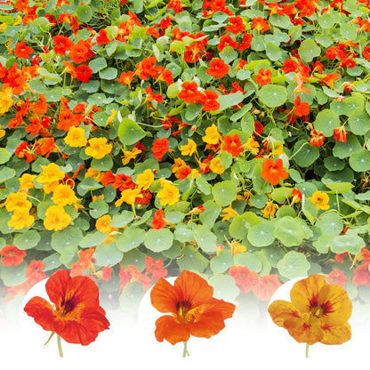 Nasturtium Seeds 1oz