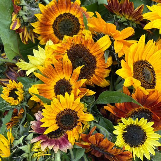 Mixed Sunflower Seeds 1oz