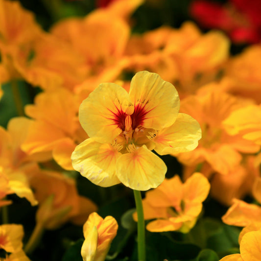 Nasturtium Seeds 1oz