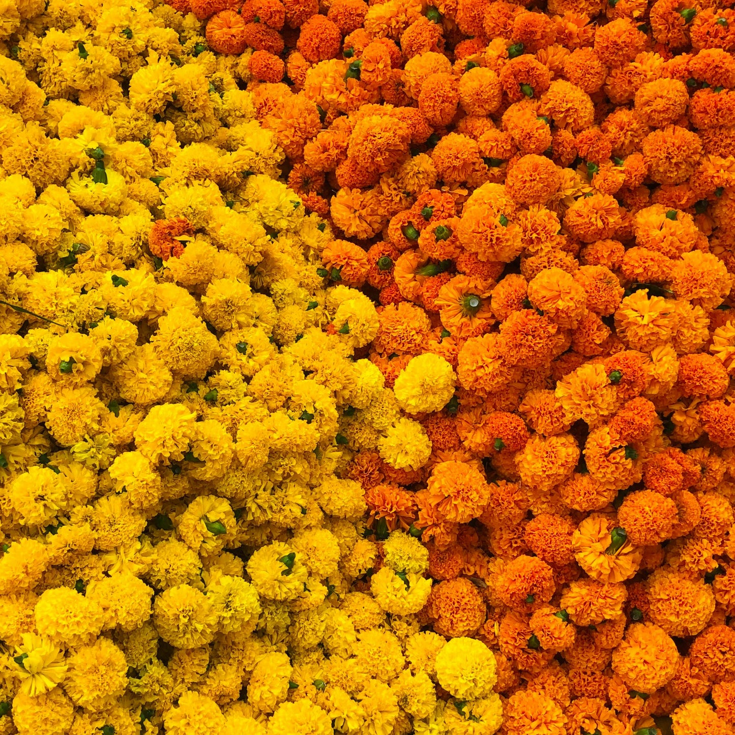 Marigold african seeds 1oz