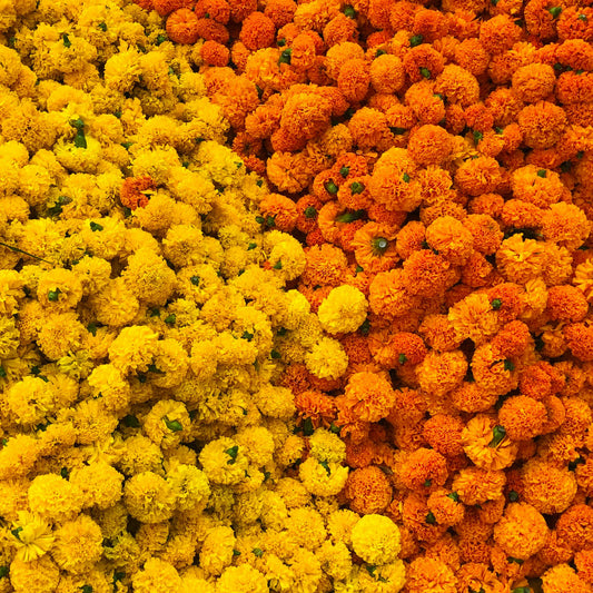 Marigold african seeds 1oz