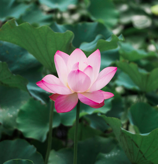 10Pcs Lotus Flower Seeds