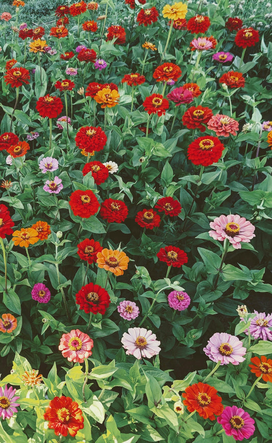 Zinnia Seeds, 2 Oz (2 Packs)