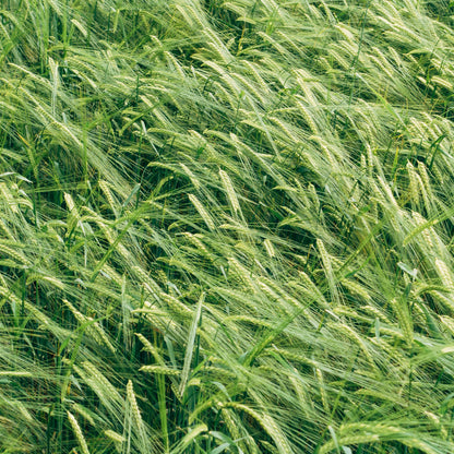Winter rye 3lbs