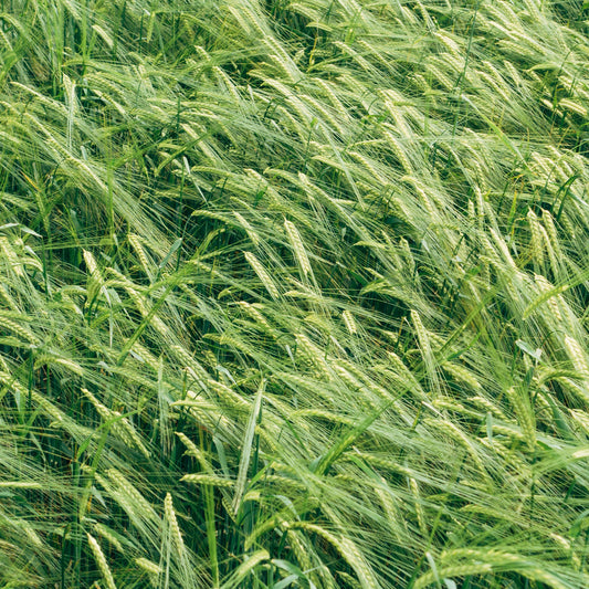 Winter rye 3lbs