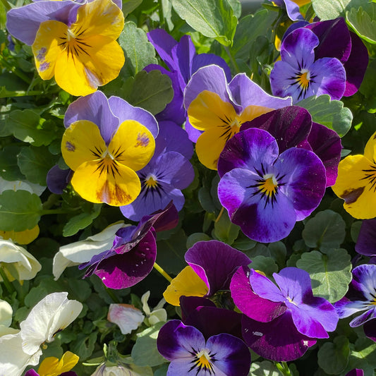 Johnny jump up Viola 6g