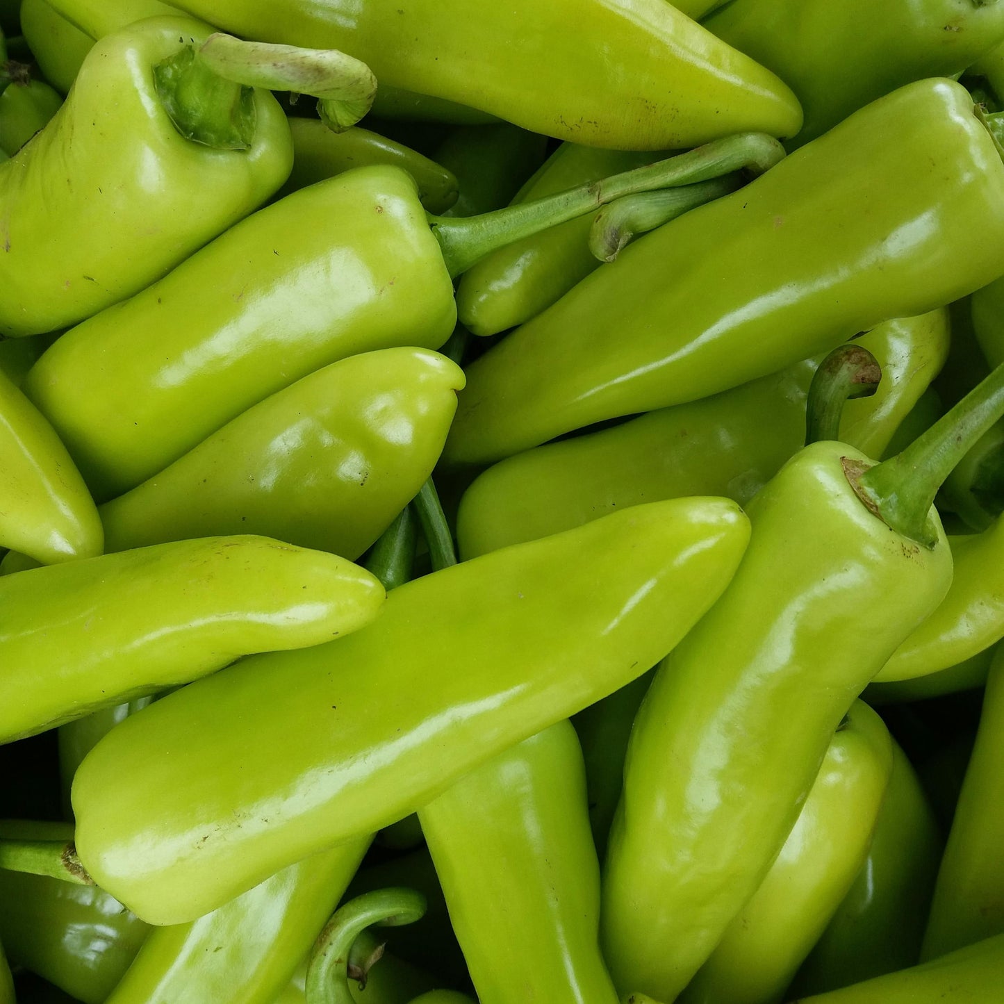 Jalapeno Pepper Seeds for Planting
