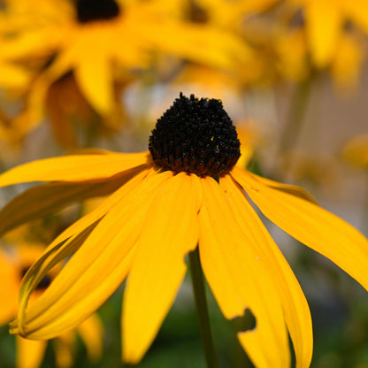 black eye susan 2g