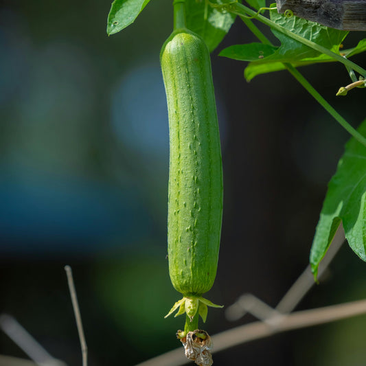 Luffa Seeds 40 Non-GMO Heirloom Vegetable Seeds