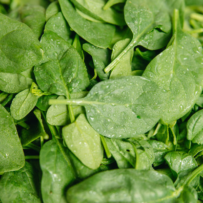 Bloomsdale Spinach Seeds