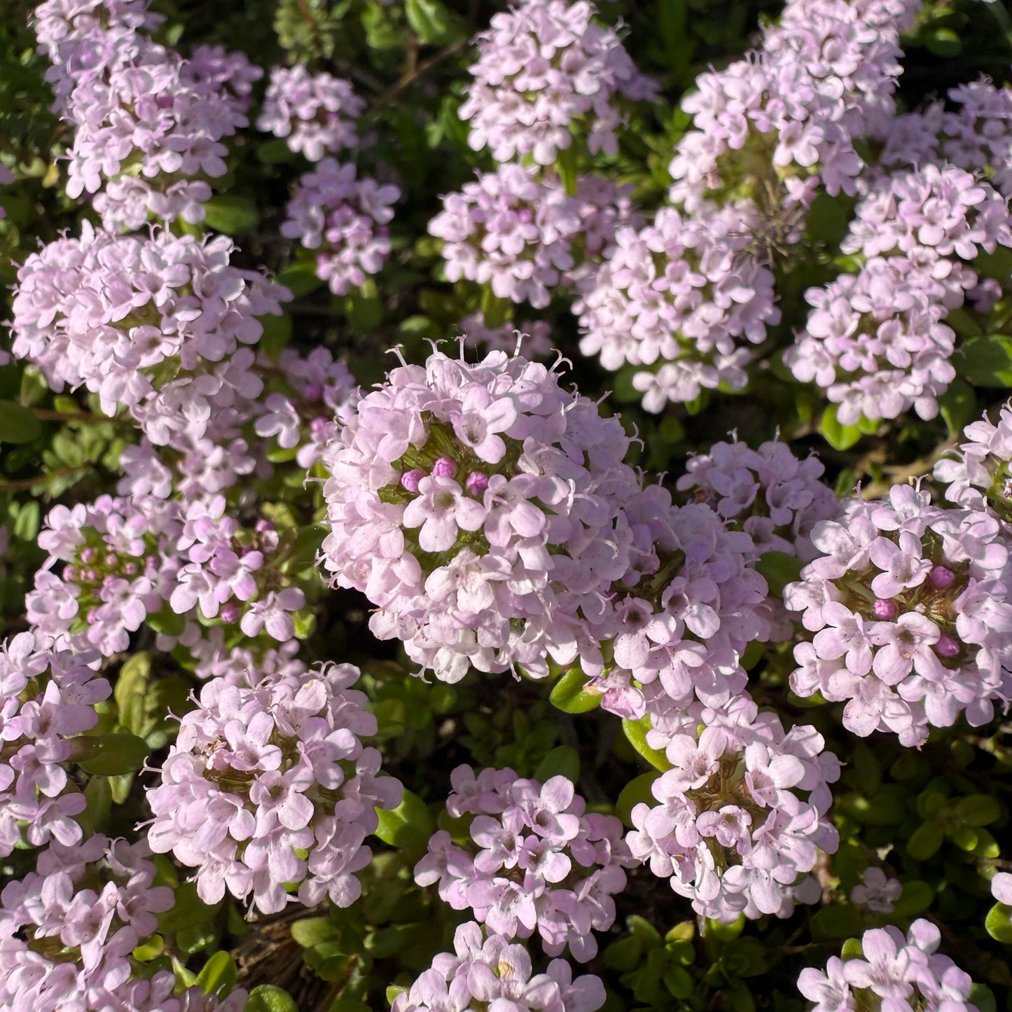 Creeping thyme 3g