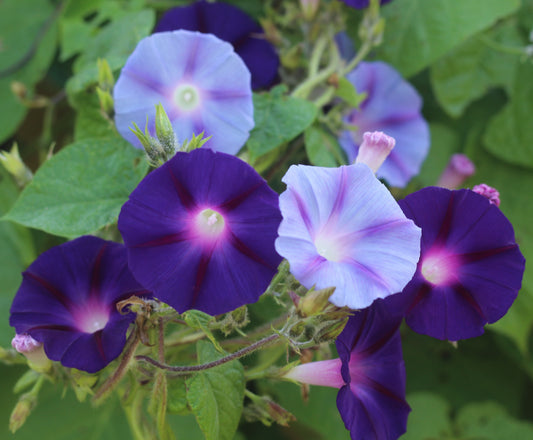 Morning Glory 1oz